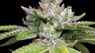 Gorilla Grapes Zoom
