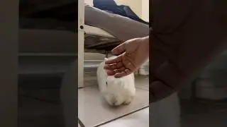 Free Roam Bunny - Mom loves me most...