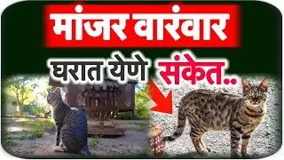 बाहेरील मांजर वारंवार घरात येणे.! पुढे घडणारी ही घटना…