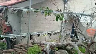 feed the birds fruit in the aviary.