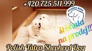 Polish Tatra Shepherd Dog puppies for sale from Velardo Mara Kennel (FCI 252) Prague