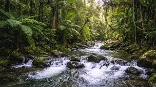 Deep Sleep Sanctuary 🌙 Forest River Sounds for All Night Rest