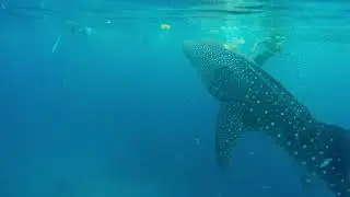 The World's Largest fish - Whale Shark - Philippines top tourist attraction