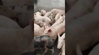 #pig farming #pig farm #pig #cricket # fish  #arapaima #shorts #viral #pig for sale #piglet #pig Nip