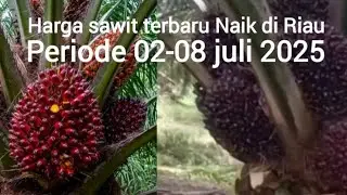 Harga sawit plasma terbaru di Riau periode 02-08 Juli 2025