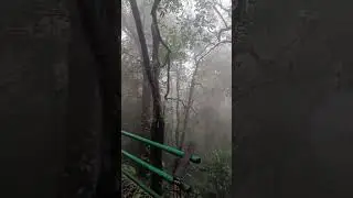 Amarkantak ke ghane jungle #scaryforest #nature #denseforest @hostelerslifeinsarkarihostel