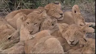  lioness with cute cub's 