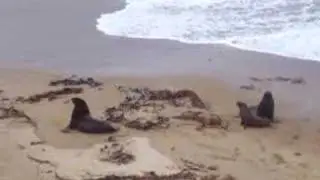 sealions in the catlins