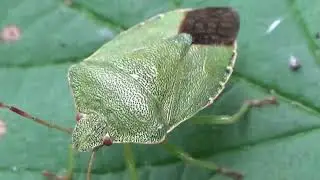 Groene schildwants - Palomena prasina