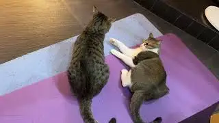 Jan11 2026 @frankip023 #cat #貓咪日常 With my cats