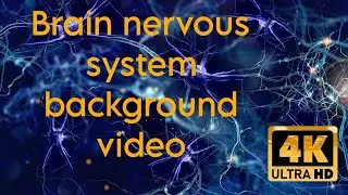 Brain nervous system background video (No Copyright)