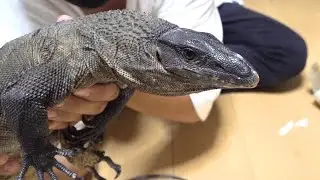 新たなオオトカゲがやってきました