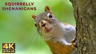 Funny Squirrel Video | Wildlife Photography Video | Shot on Nikon Z8 | Relaxing Music