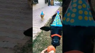 The Surprise Guest at the Party! 🐮🐶 #shorts #cutepets #partyanimals