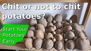 Chit or not to chit potatoes? And how to do it!