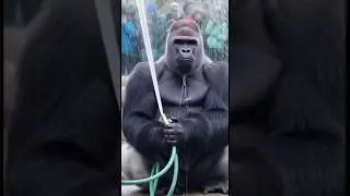 Gorilla Discovers Water Hose&hellip; Sprays Himself Like Crazy Shower! 🦍💦  #hilariousfails #gorillamind