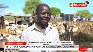 4,200 GOATS UP FOR SALE AT BARINGO&rsquo;S FAMOUS KIMALEL AUCTION