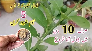 Best organic fertilizer for lemon || Best 5 tips for lemon plant  || Nibu care.