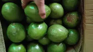 @AgroCrew Supply Good Quality Avocado 🥑 fruit. www.agrocrew.in