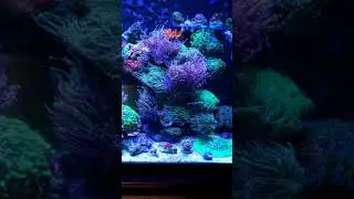 Reef aquarium torch garden