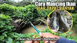 CARA MANCING BAUNG SUPAYA DAPAT BANYAK | Reynold sb