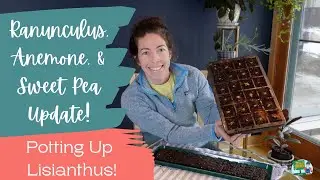 Ranunculus, Anemone, and Sweet Pea Update in the Greenhouse & Potting Up Lisianthus! Zone 5B!