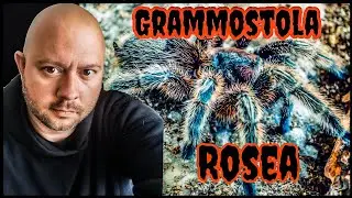 Chilean rose hair tarantula (grammostola rosea) tarantula care guide