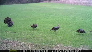Trail cam Time Lapse Jan-June 2020, Illinois homestead wildlife conservation