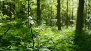 Tunog ng mga Ibon sa gubat- Relaxing sounds #relax #backgroundsound #stressfree