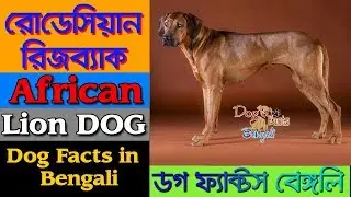Rhodesian Ridgeback Dog facts in bengali | African Lion Dog | Dog Facts Bengali