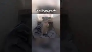 How animals react to thunder