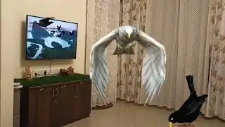 BIRD'S......