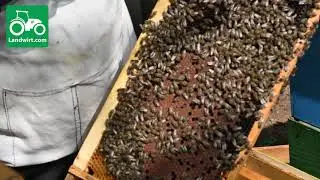 Punët në bletishte gjatë muajit Gusht