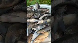 Fish Recipe Fish Curry Recipe Cooking in Village Style | Pm Cooking | #shorts