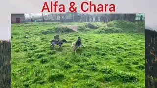 Жёсткий страйк от Чары 🤪 Хаски Альфа и Курцхаар Чара