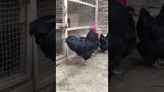 Black Australorp Heritage Breeders in Pakistan | Jahanzaib Khan | Mazhar Vlog