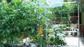 Vegetable Garden Designs For Small Yards I Vegetable Garden Designs and ideas