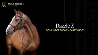 Dazzle Z - Hengstpräsentation 2025 GER