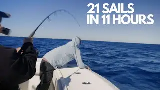 INSANE Fishing Action! 21 for 29 Sailfish Releases and a GREAT WHITE SHARK Fishing with Native Son!