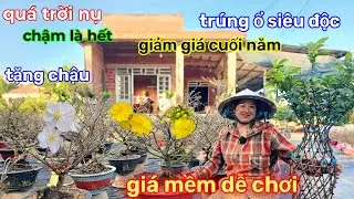 🌲4/2☎️Vườn mai Chị Thảo☎️mai ghép chơi tết🌲xả lô siêu nụ🌲chuẩn tết miền nam🌲bung trấu đều 