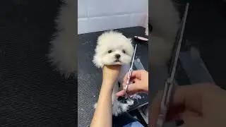 How a Simple Bath Made This Pomeranian a Star!