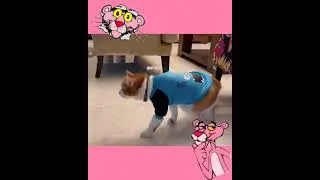 Dali The Funny Pink Panther Cat 👁 👁