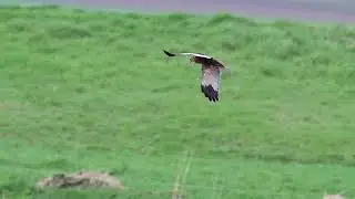 Marsh Harrier compilation march 2023