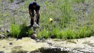 Zoo Ecomuseum - Entra&icirc;nement d'une tortue serpentine