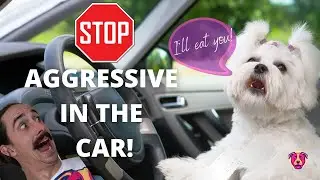 How to fix your dog being Reactive in the Car