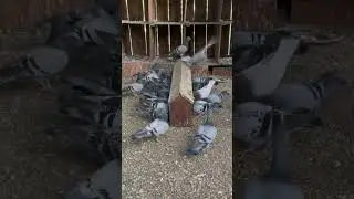 Racing Pigeons Feeding  #pigeon #pigronlover #pigeonsport #birds #feeding #myloft
