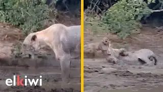 As&iacute; afecta el veneno de la mamba negra a los leones