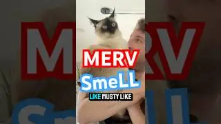 Merv the cat's owners sniff her. #bagagwa #catsofyoutube