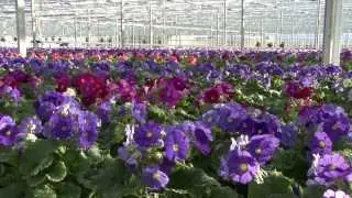 Vrolijke lenteplant Primula Touch Me van kweker Ammerlaan Sosef