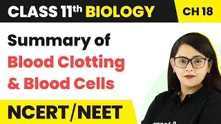 Summary of Blood Clotting & Blood Cells - Body Fluids & Circulation | Class 11 Biology | NCERT/NEET